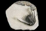 Kettneraspis Trilobite (Long Occipital Horn) - Lghaft, Morocco #110732-1